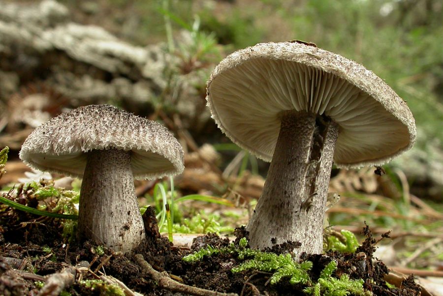 Tricholoma squarrulosum Bres.